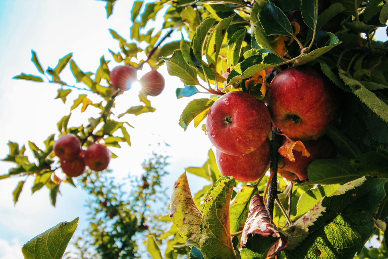 A photo of an apple tree. Vibrant red apples glistening with dewdrops hang from a branch in a sunlit orchard.