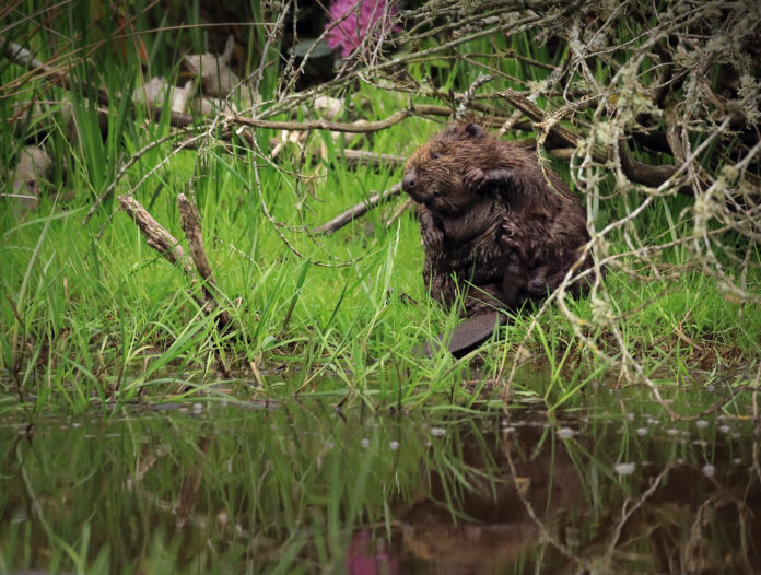 A photo of a beaver in Blairgowrie. The beaver is wet and surrounded by brambles and grass, there is a puddle covering the bottom of the frame reflecting the scene.