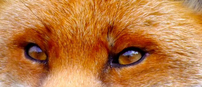 Photograph of fox eyes