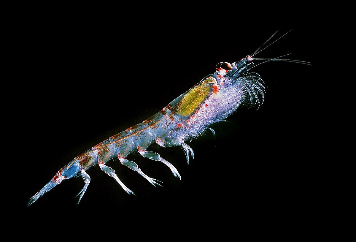 Antarctic krill (Euphausia superba) viewed under a microscope by Uwe Kils via Wikimedia