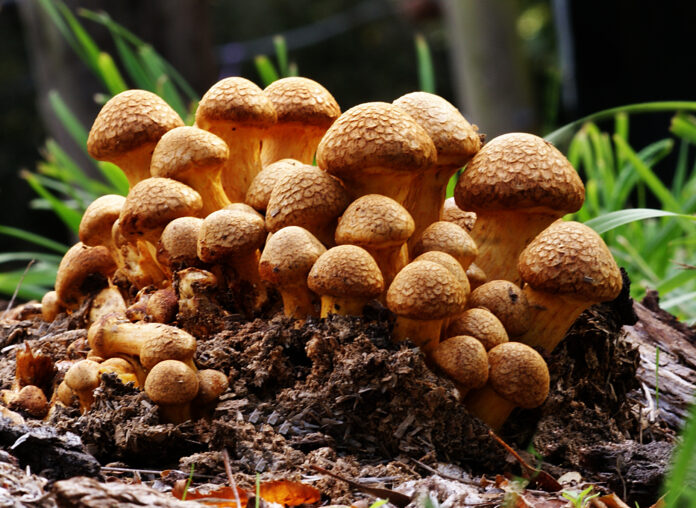 Gymnopilus junonius (a mushroom of which many species contain psilocybin) by Bernard Spragg via Flickr