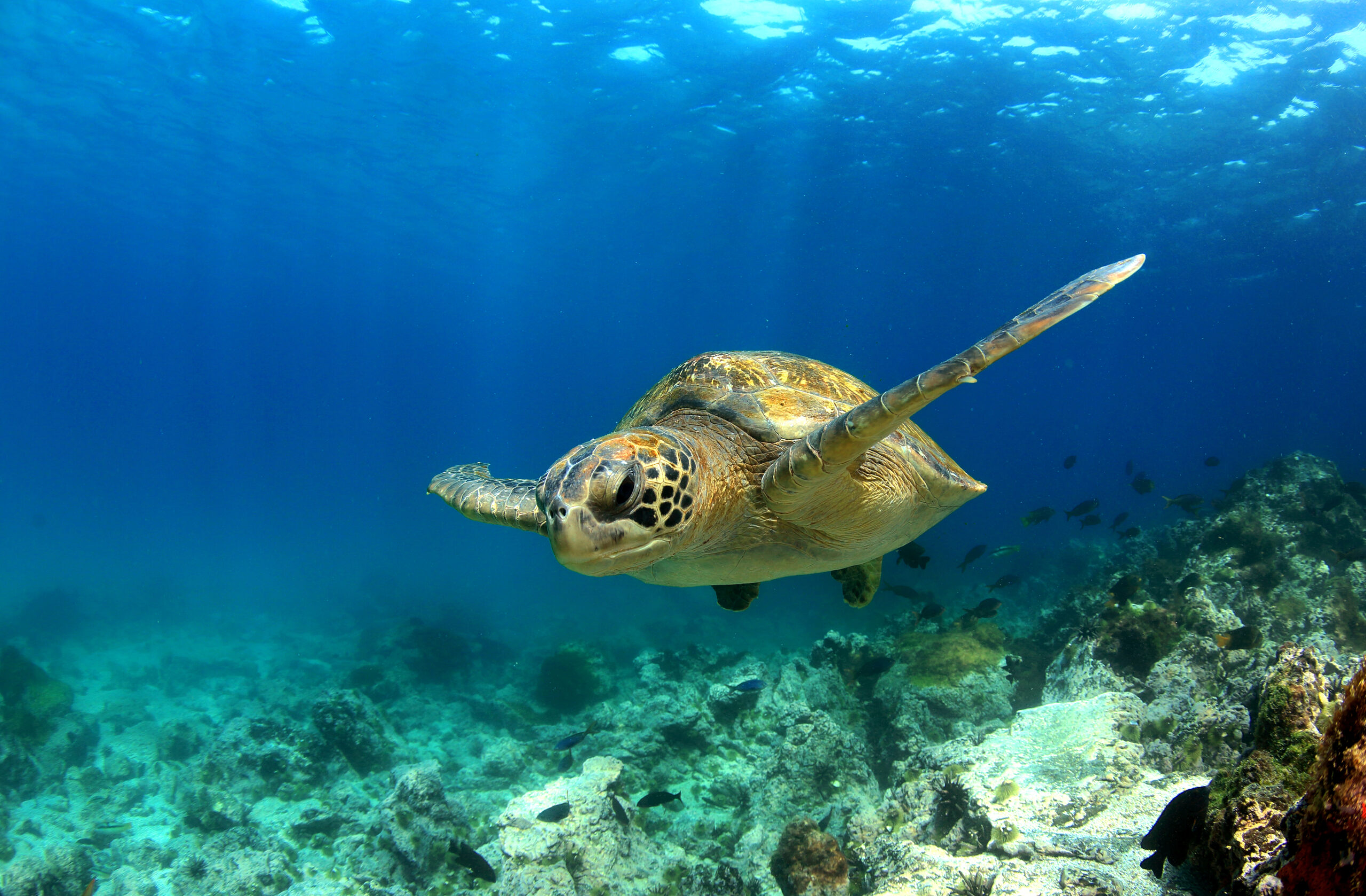 Green sea turtle swimming underwater in lagoon in Ecuador by Discover Corps via Flickr
