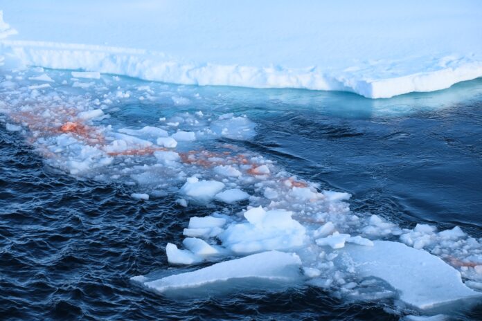 Krill swarm showing through a crack in the ice, Antarctica. Credit: Anita Gould/Flickr Krill swarm showing through a crack in the ice, Antarctica. Credit: Anita Gould/Flickr