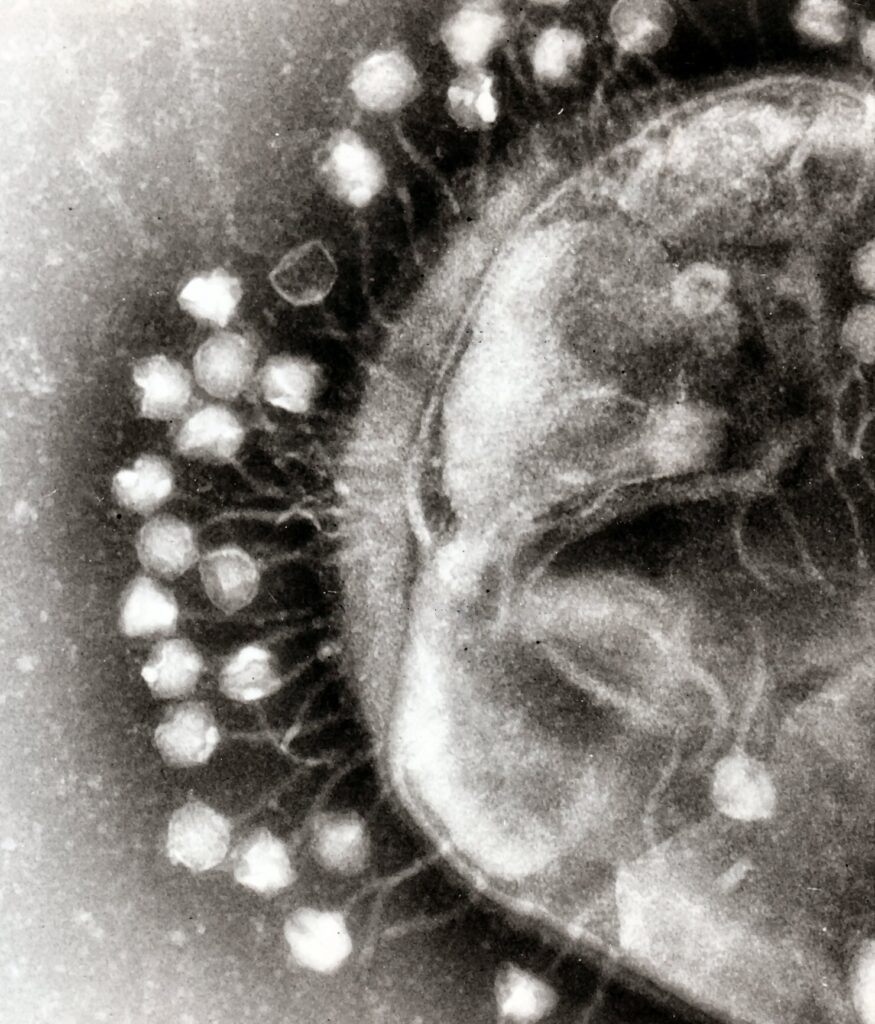 Electron micrograph of bacteriophages docking. Credit: Professor Graham Beards