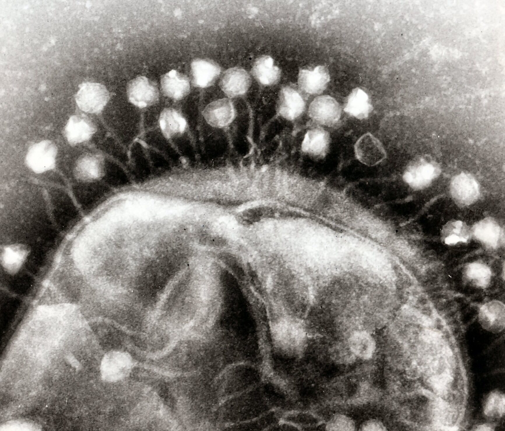 Electron micrograph of bacteriophages docking. Credit: Professor Graham Beards Electron micrograph of bacteriophages docking. Credit: Professor Graham Beards