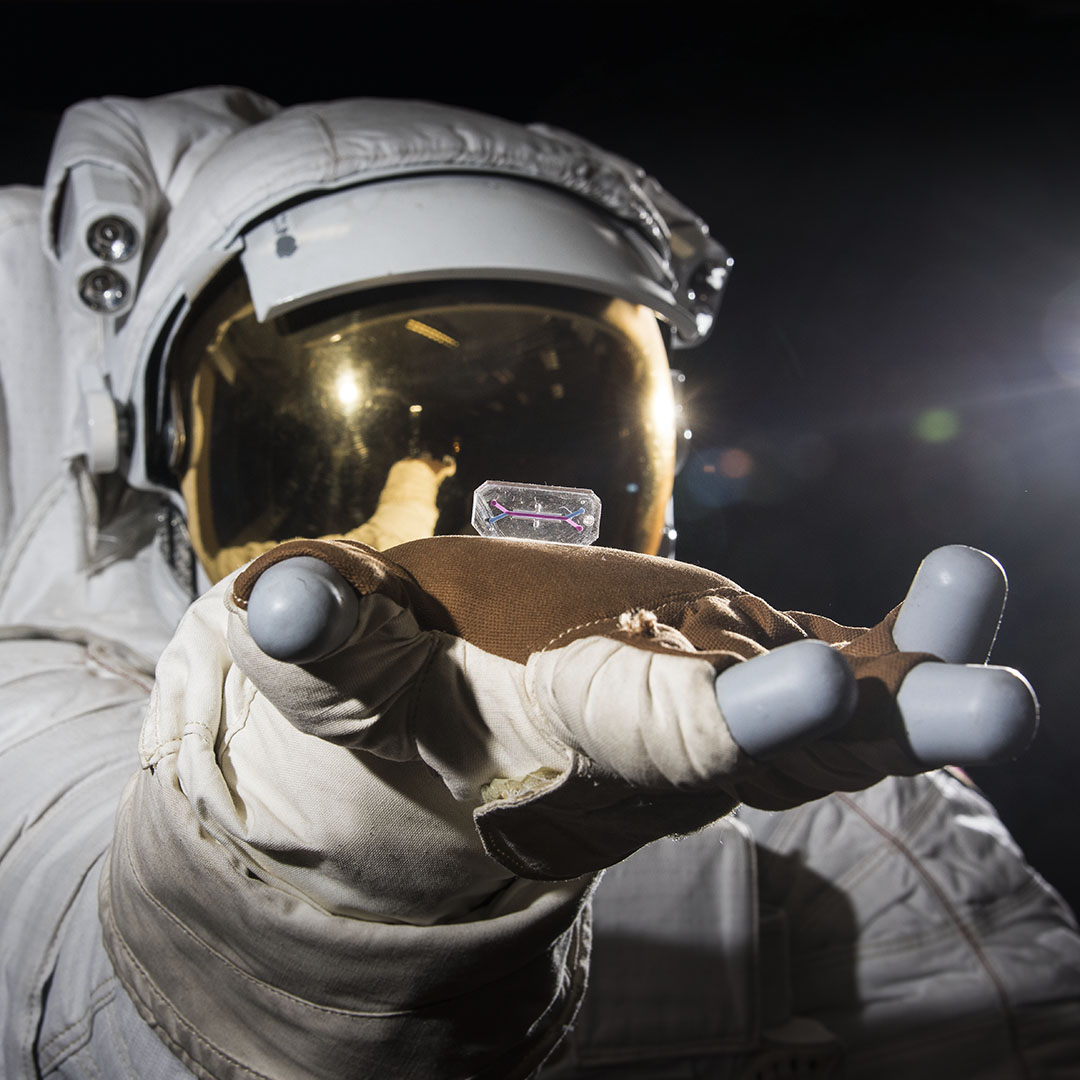 Organ Chip in the palm of an astronaut by NASA Organ Chip in the palm of an astronaut (Credit: NASA)