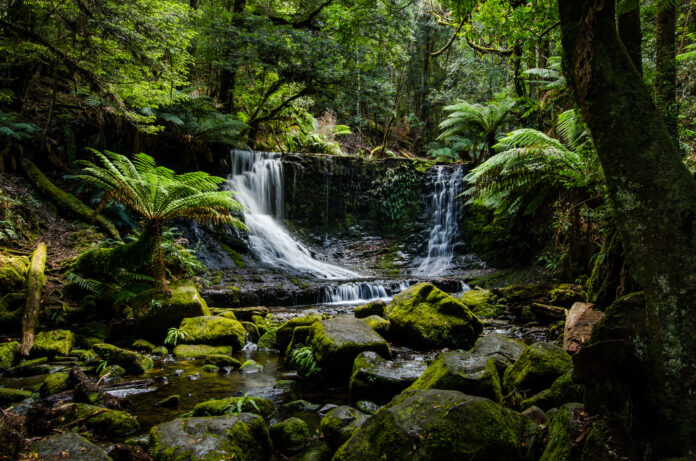 Horseshoe Falls, Temperate Rainforest, Tasmania. Credit: Shaun Versey/Flickr