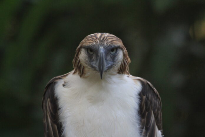Great Philippine Eagle by Charles Davies/Flickr Straight on view of the great philippine eagle