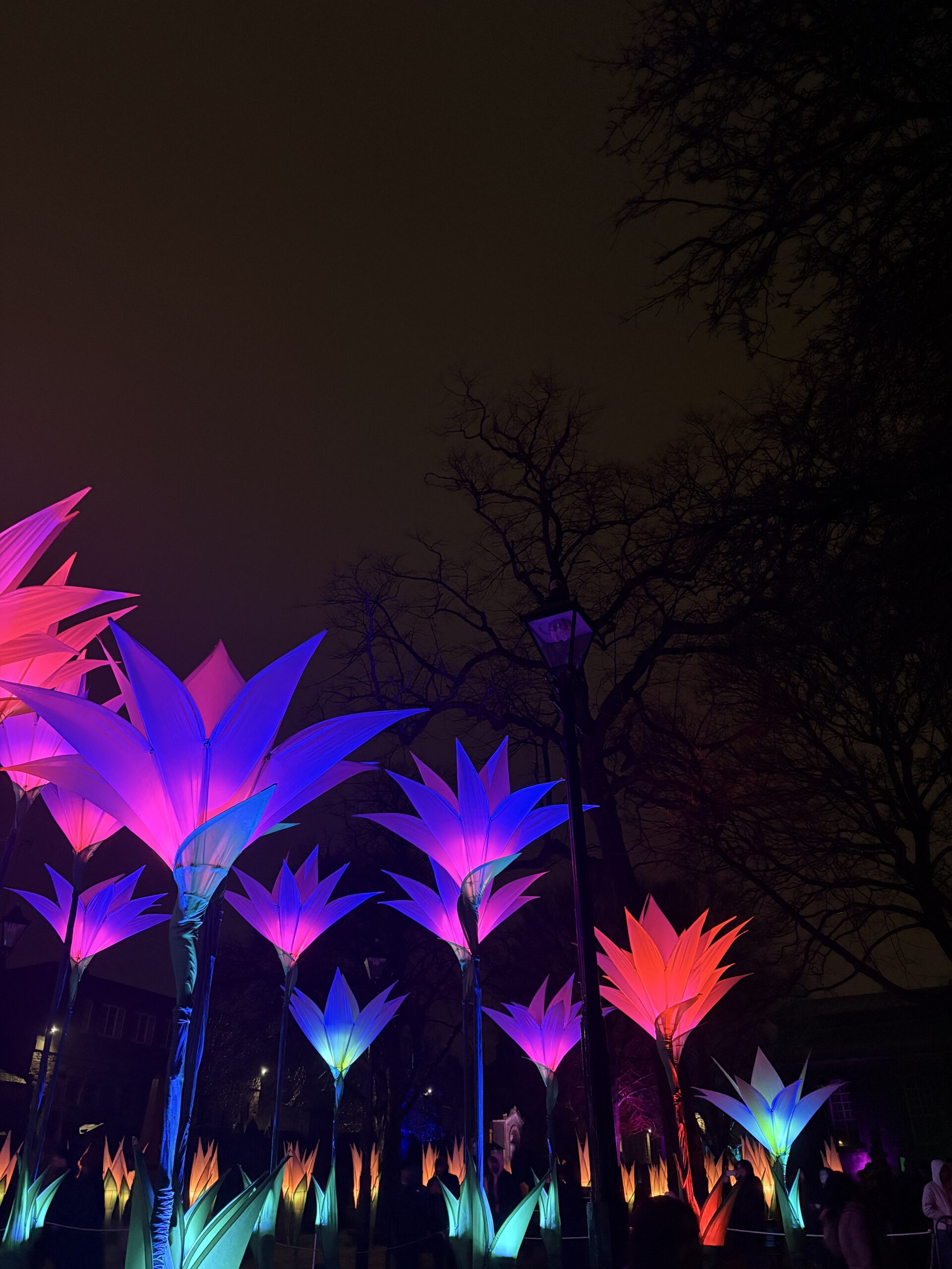 FlowerField Flower Field, Spectra 2026 | Photo by Emily Reid
