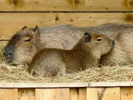 Picture of baby Bru the capybara lying next to a larger capybara.