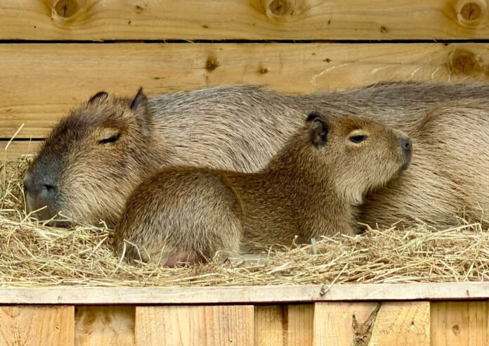 Picture of baby Bru the capybara lying next to a larger capybara.